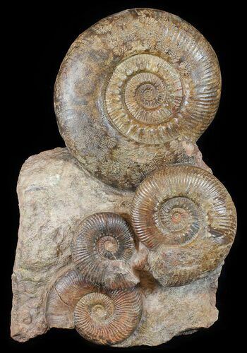 Tall Hammatoceras Ammonite Display - France #50963